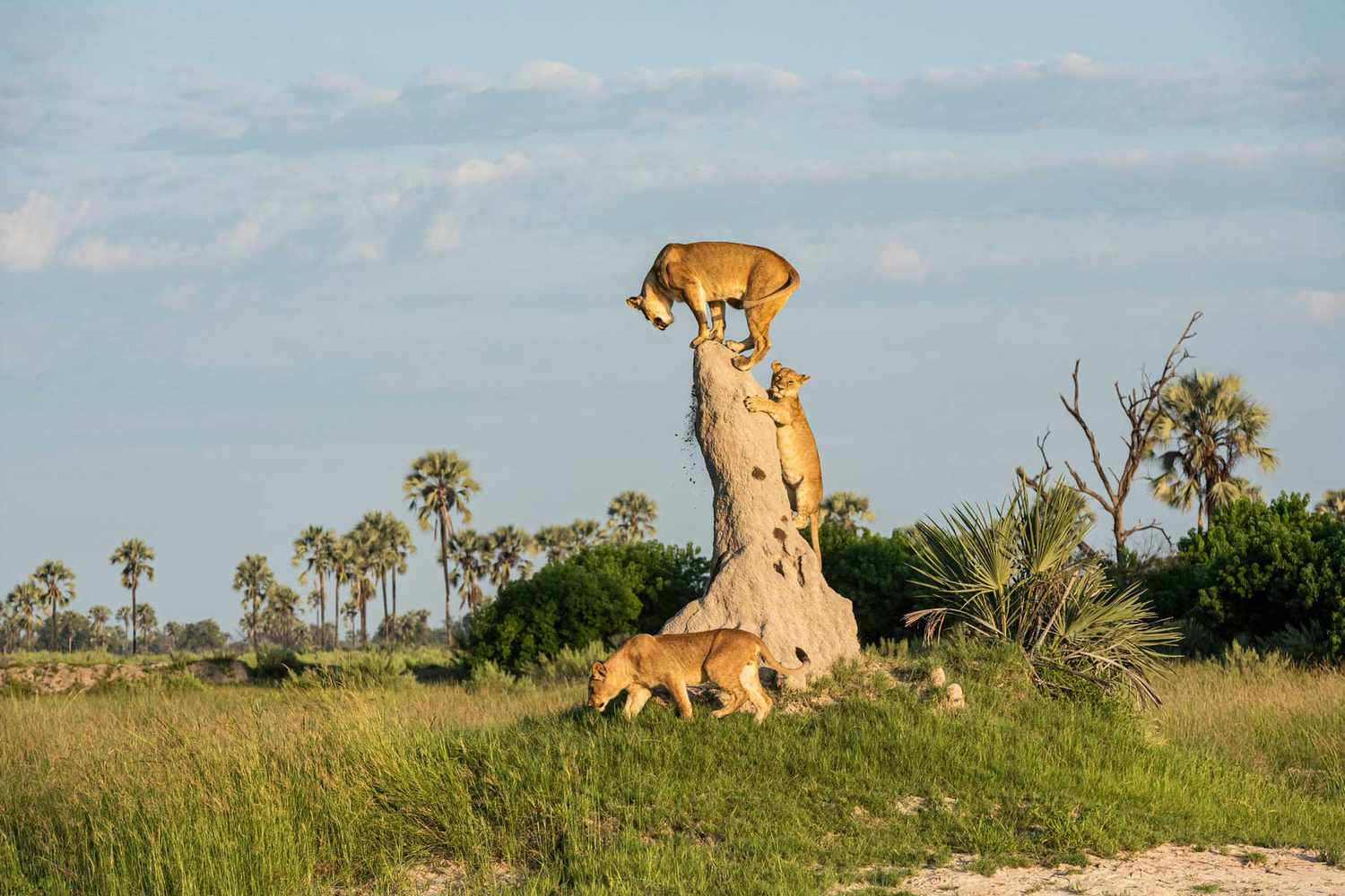 21-Days exceeding Botswana Safari Itinerary All-Inclusive Tour Package